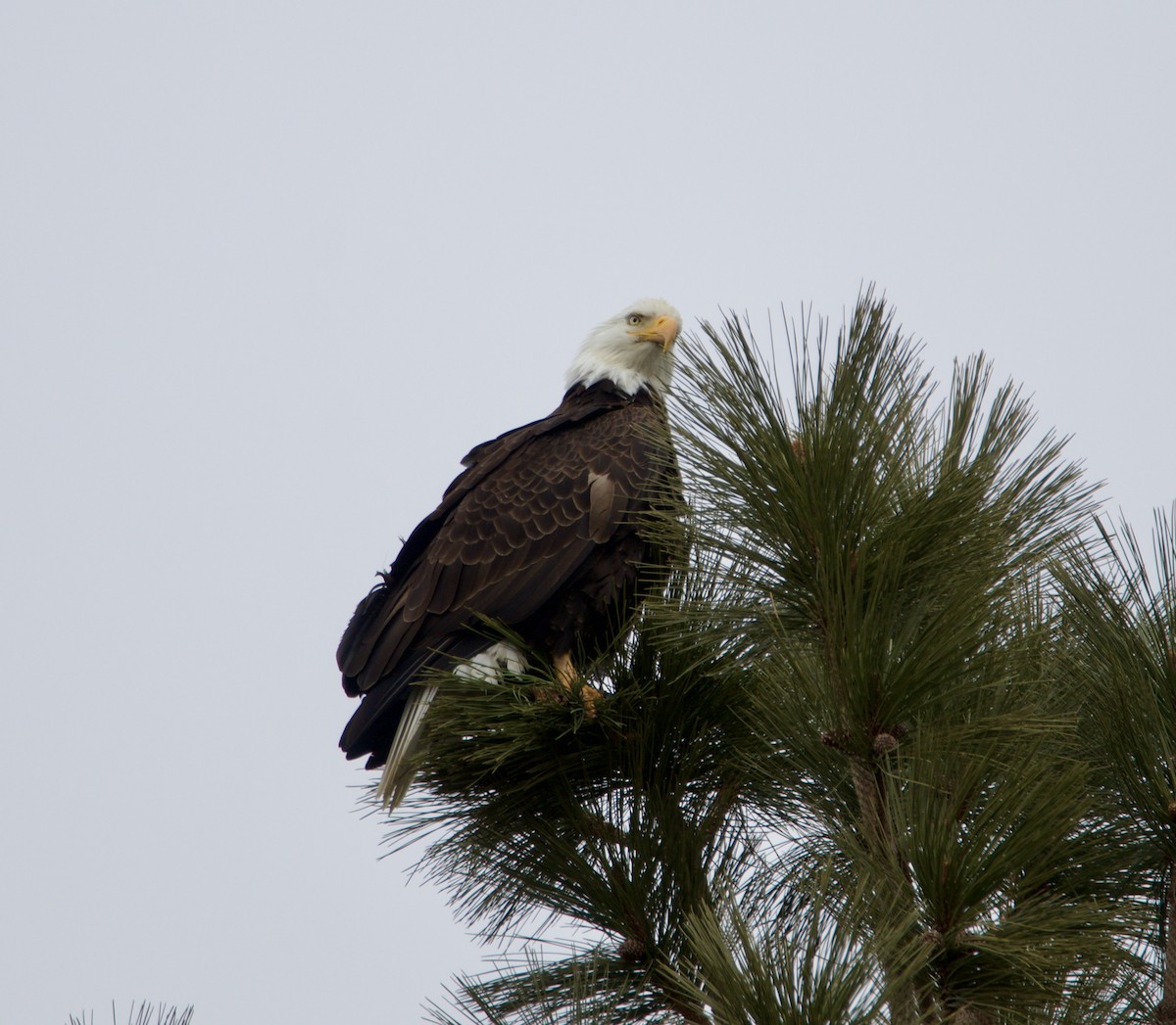 Bald Eagle - ML616642649