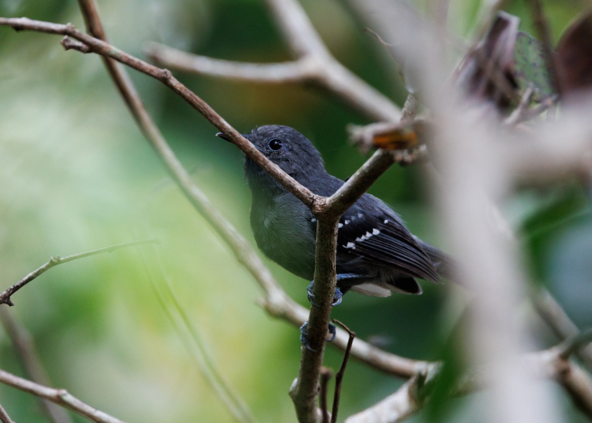 White-flanked Antwren (Silvery-flanked) - ML616642661