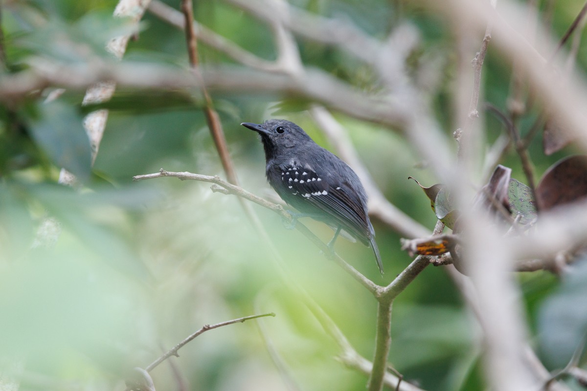 White-flanked Antwren (Silvery-flanked) - ML616642662