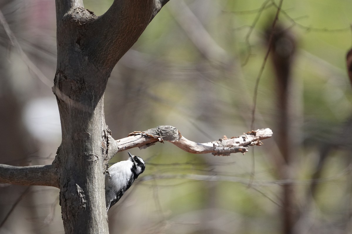 Downy Woodpecker - ML616642677