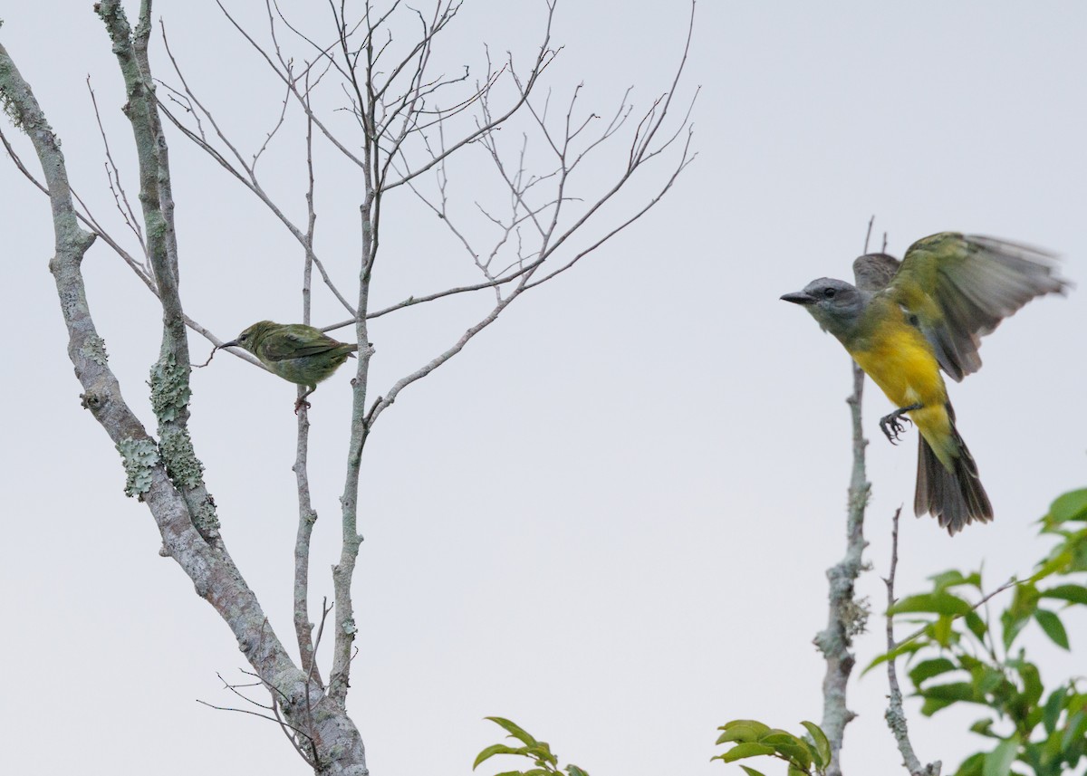 Tropical Kingbird - ML616642719