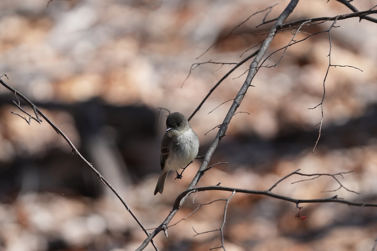 Eastern Phoebe - ML616642726