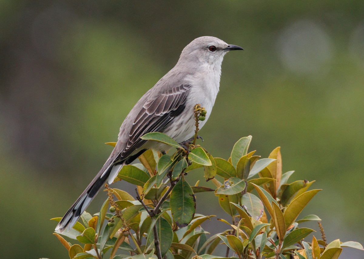 tropespottefugl (gilvus gr.) - ML616642743