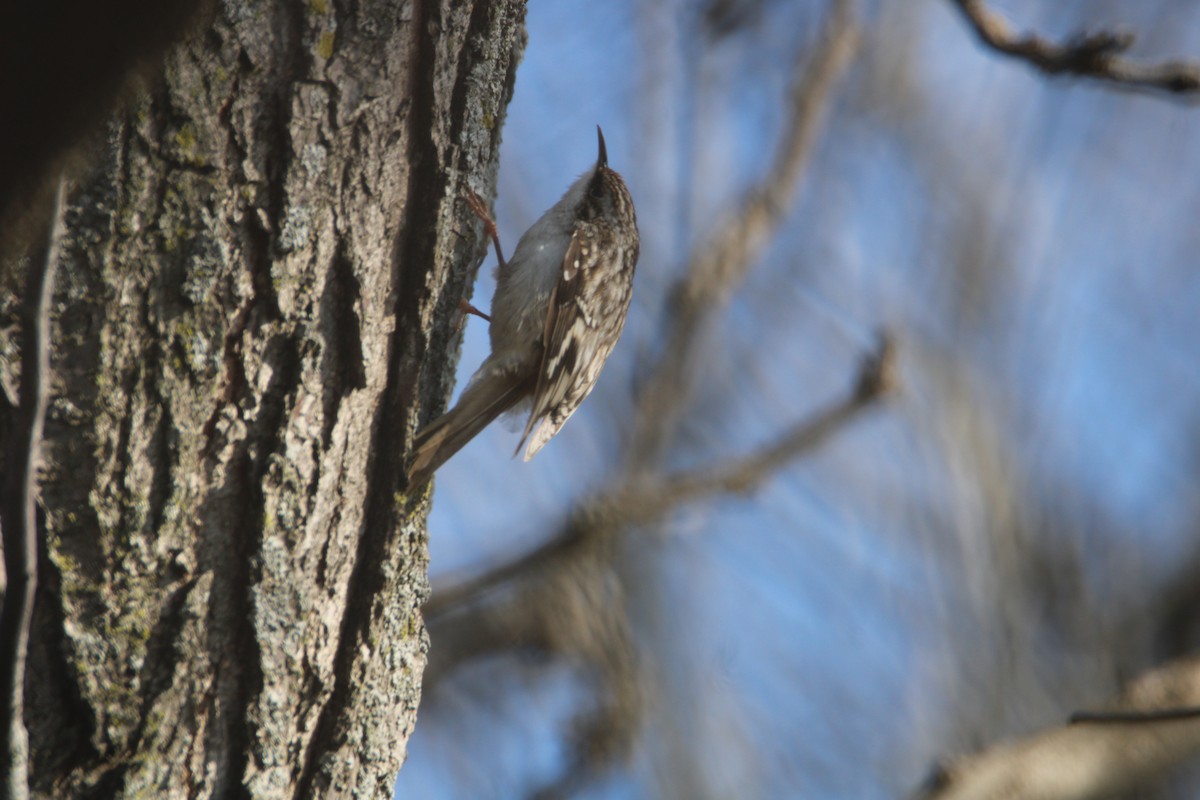 Brown Creeper - Ryan Giordanelli