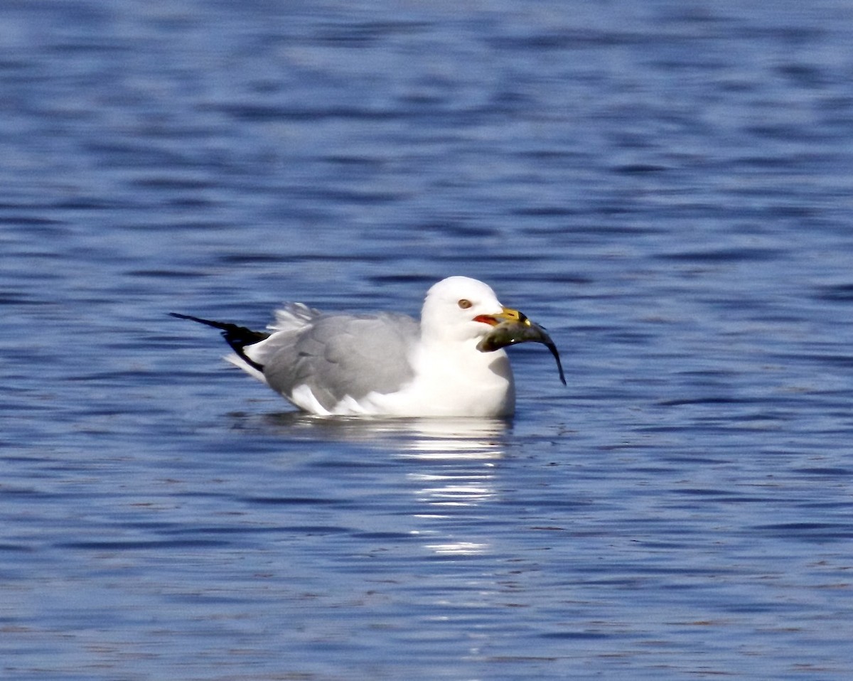 Ring-billed Gull - ML616642763