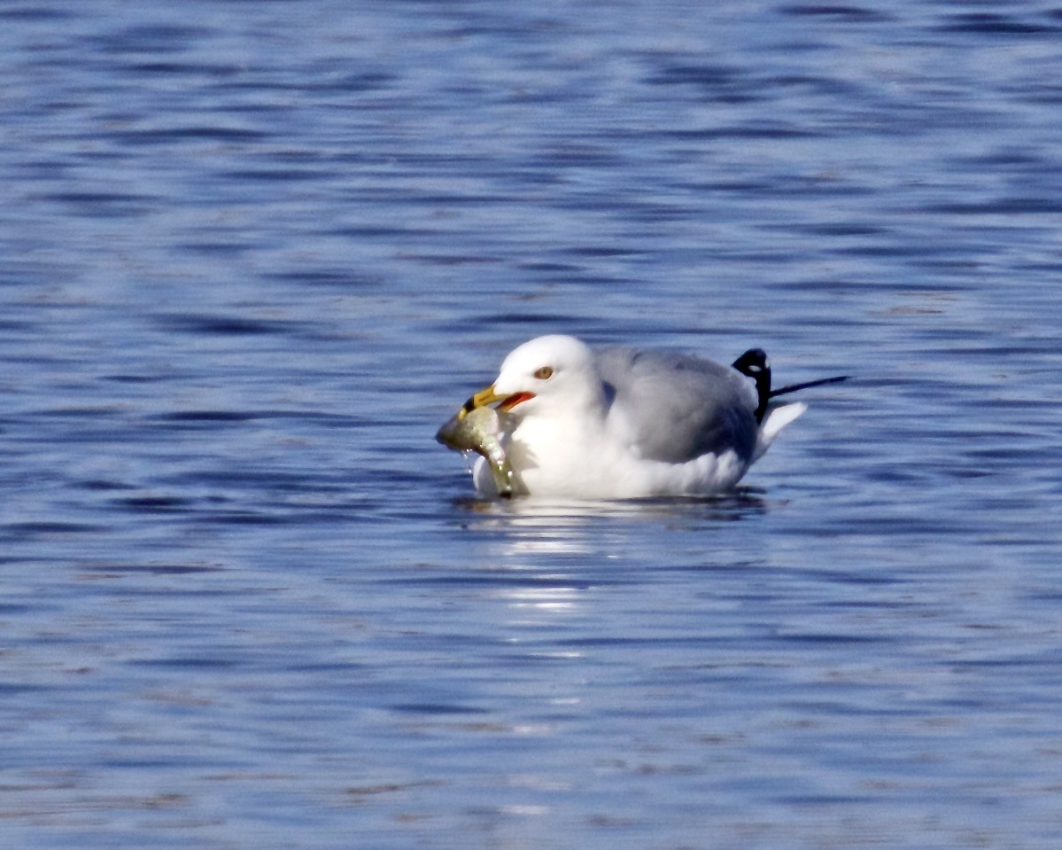 Ring-billed Gull - ML616642764