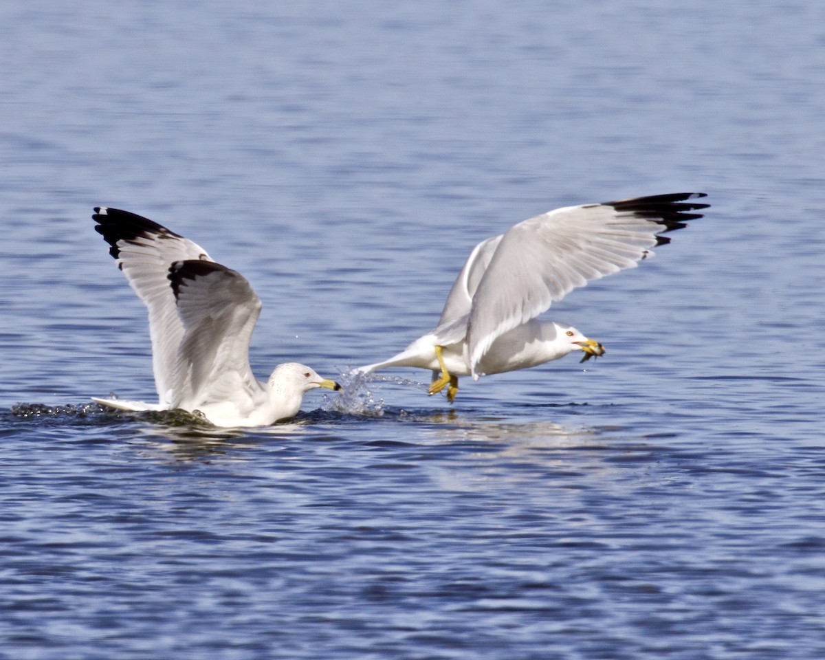 Ring-billed Gull - ML616642765