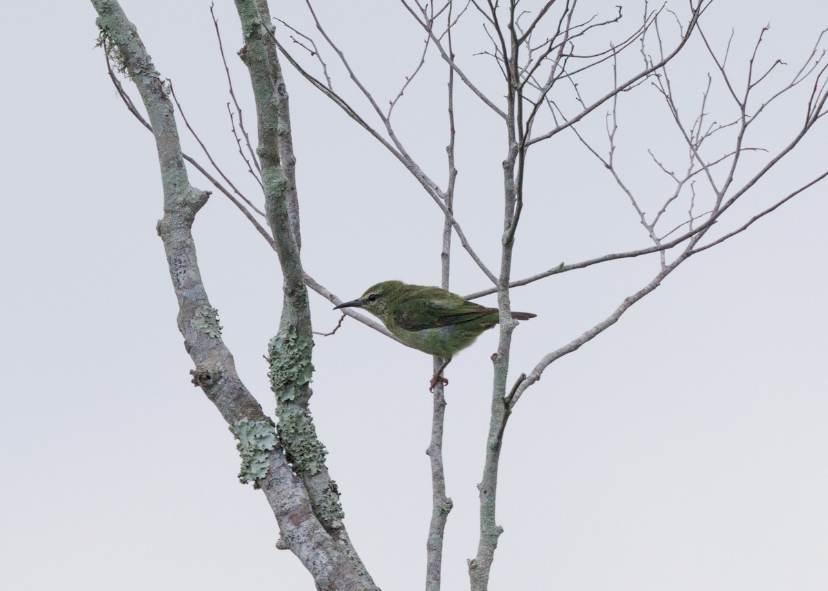 Red-legged Honeycreeper - ML616642774