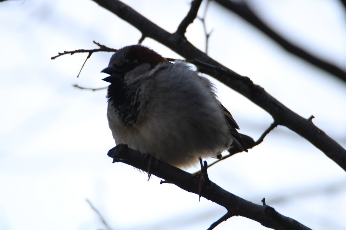 House Sparrow - ML616642786