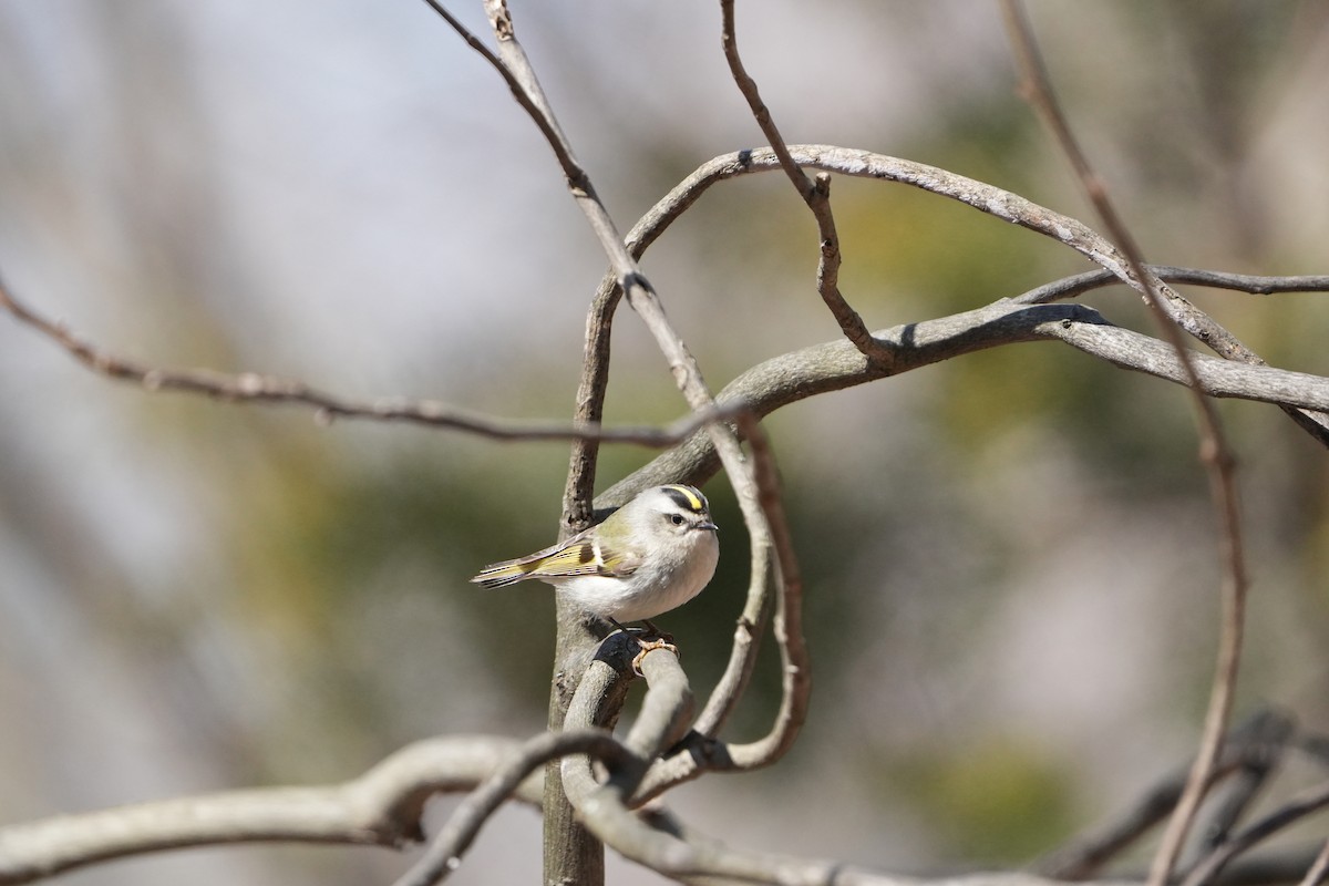 Golden-crowned Kinglet - ML616642790