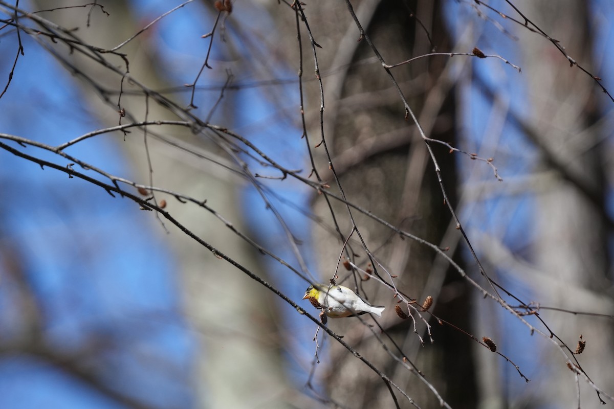 American Goldfinch - ML616642819