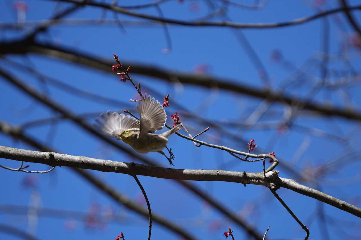 American Goldfinch - ML616642820