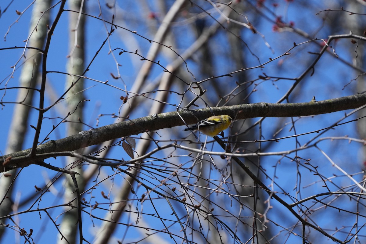 American Goldfinch - ML616642821