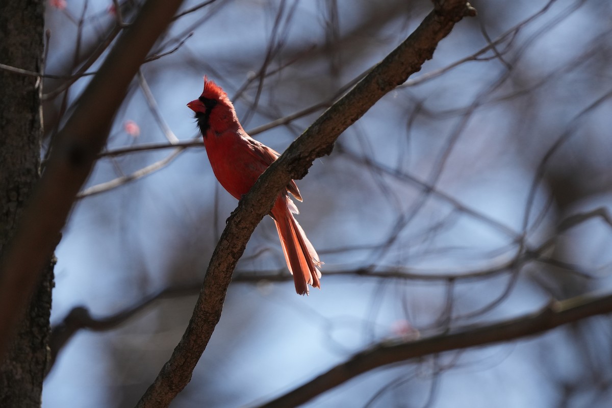 Northern Cardinal - ML616642847