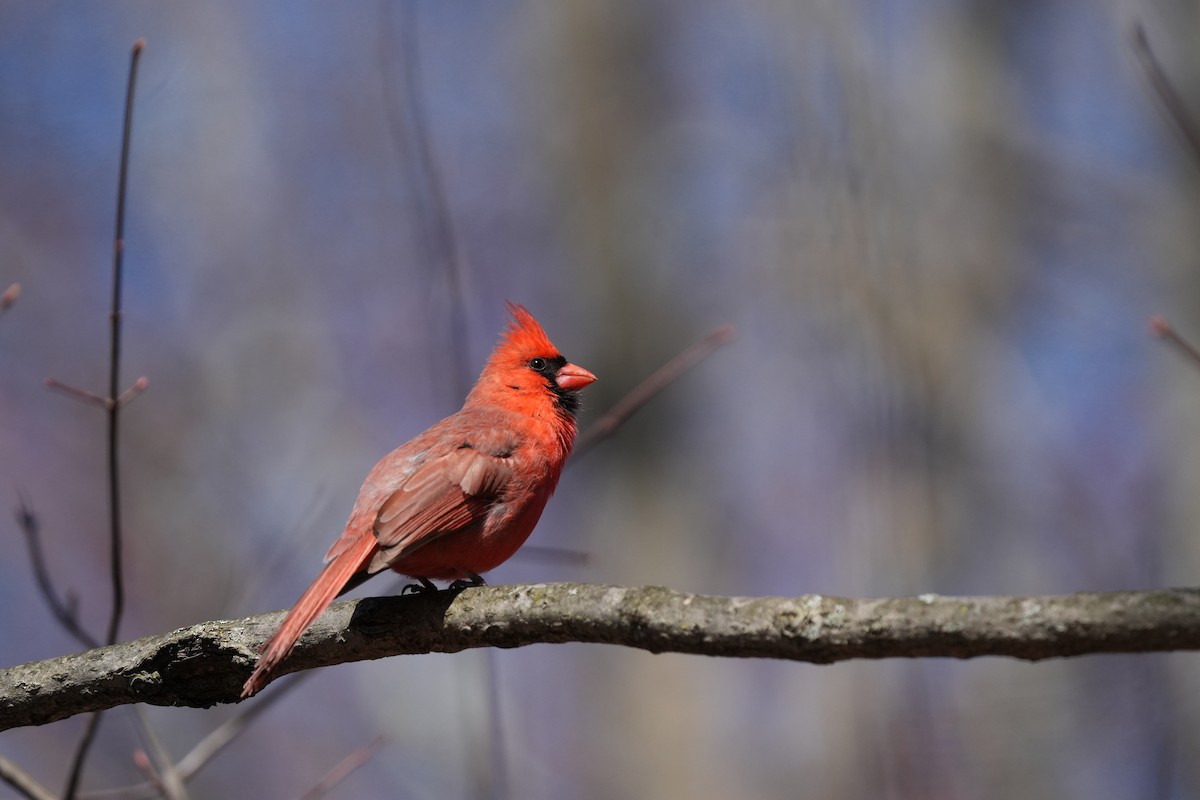 Northern Cardinal - ML616642848