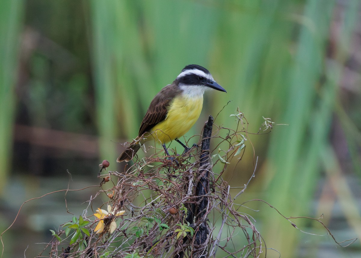 Great Kiskadee - ML616642856