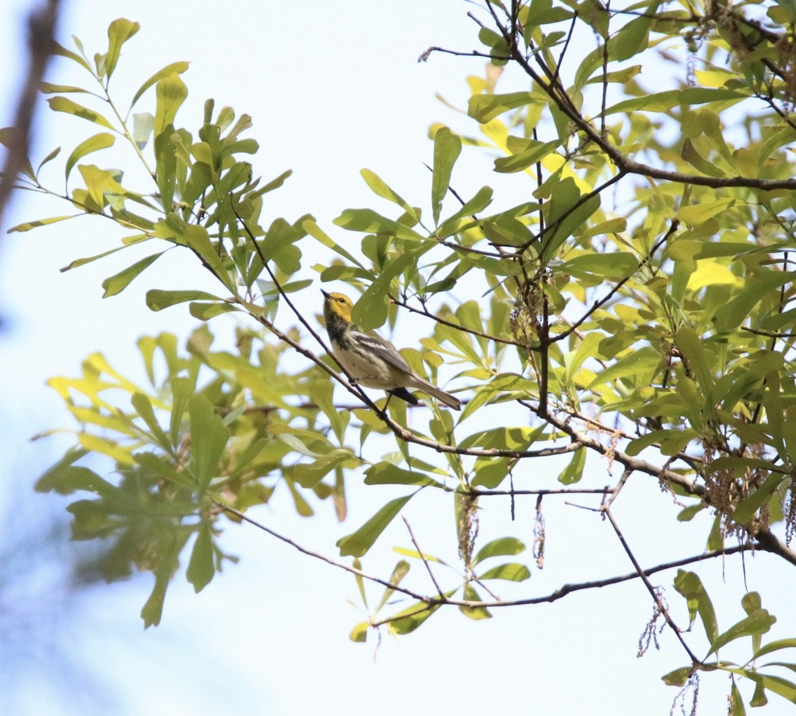 Black-throated Green Warbler - ML616642879