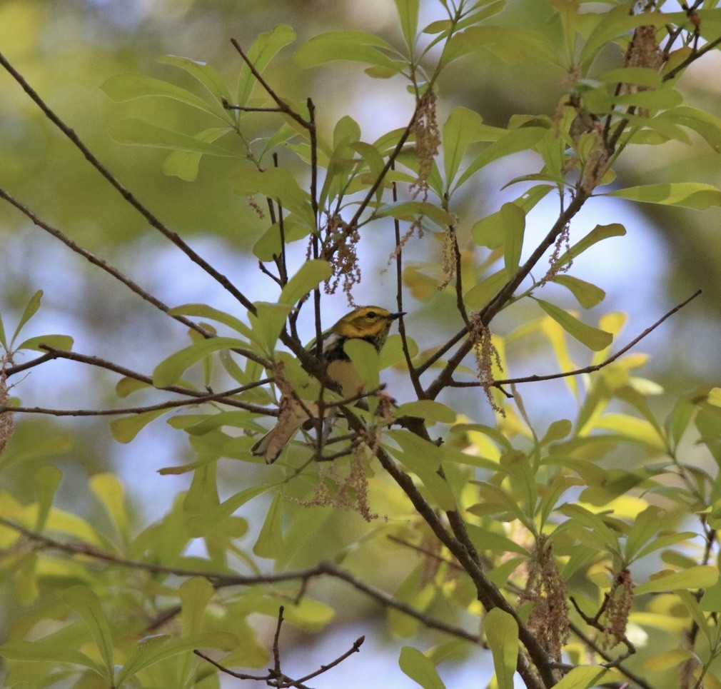 Black-throated Green Warbler - Kit Pflughoft