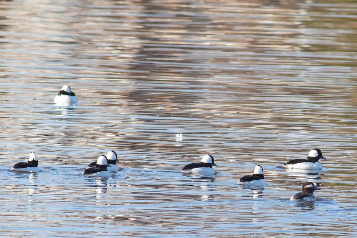 Bufflehead - ML616642905