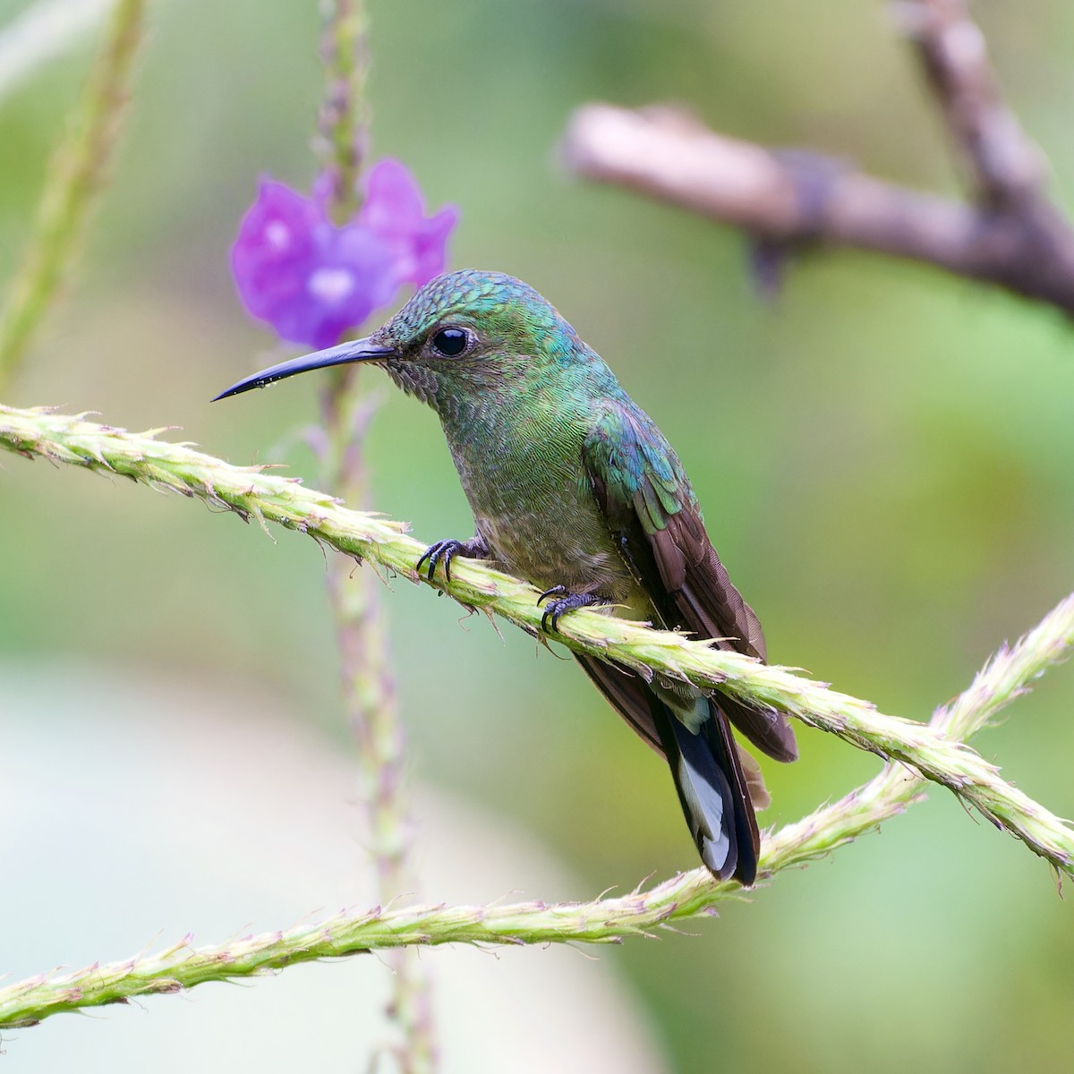 Scaly-breasted Hummingbird - David Wright