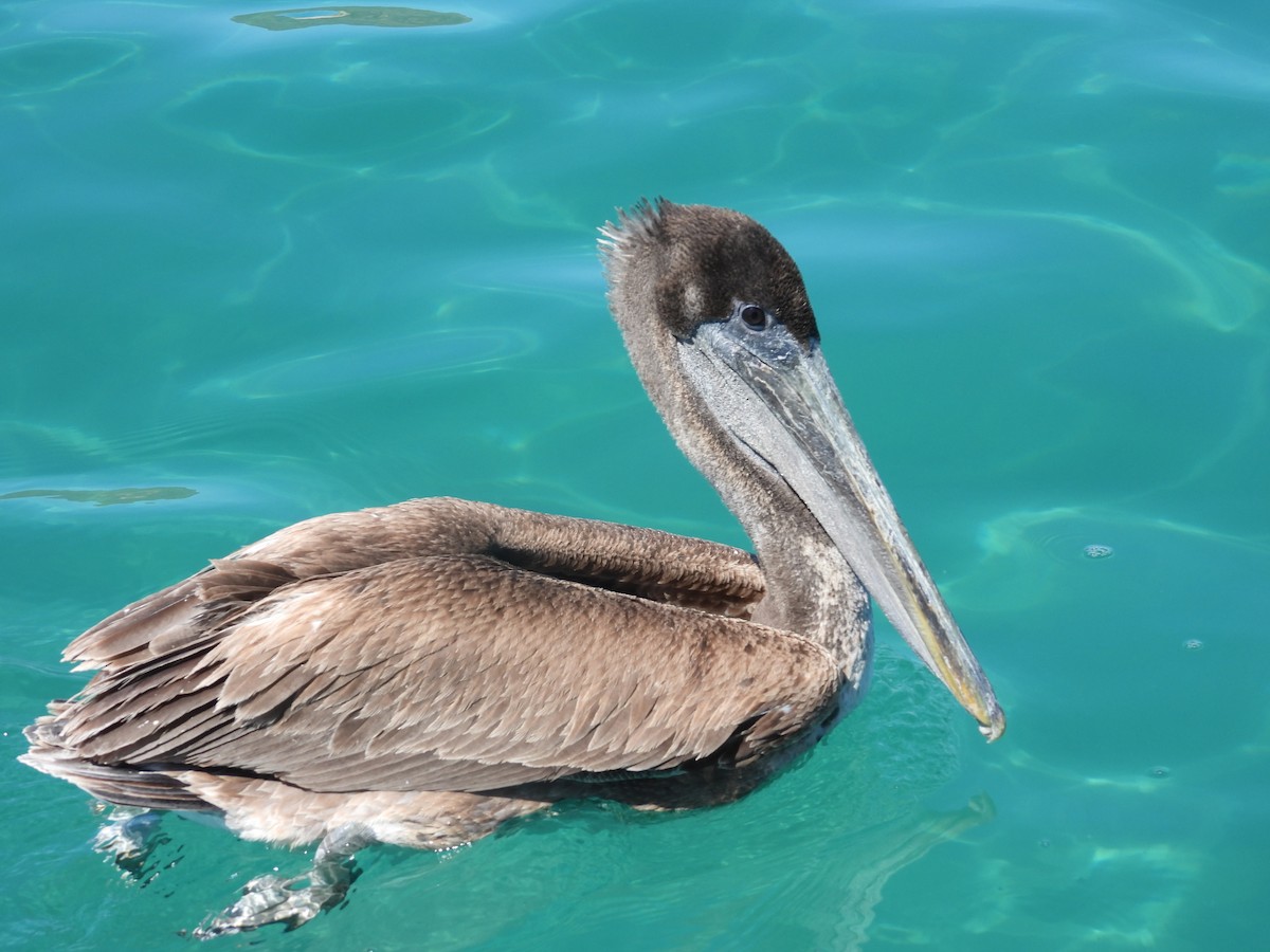 Brown Pelican - ML616642983