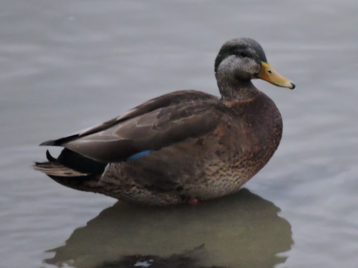 Mallard x American Black Duck (hybrid) - Gary Hantsbarger