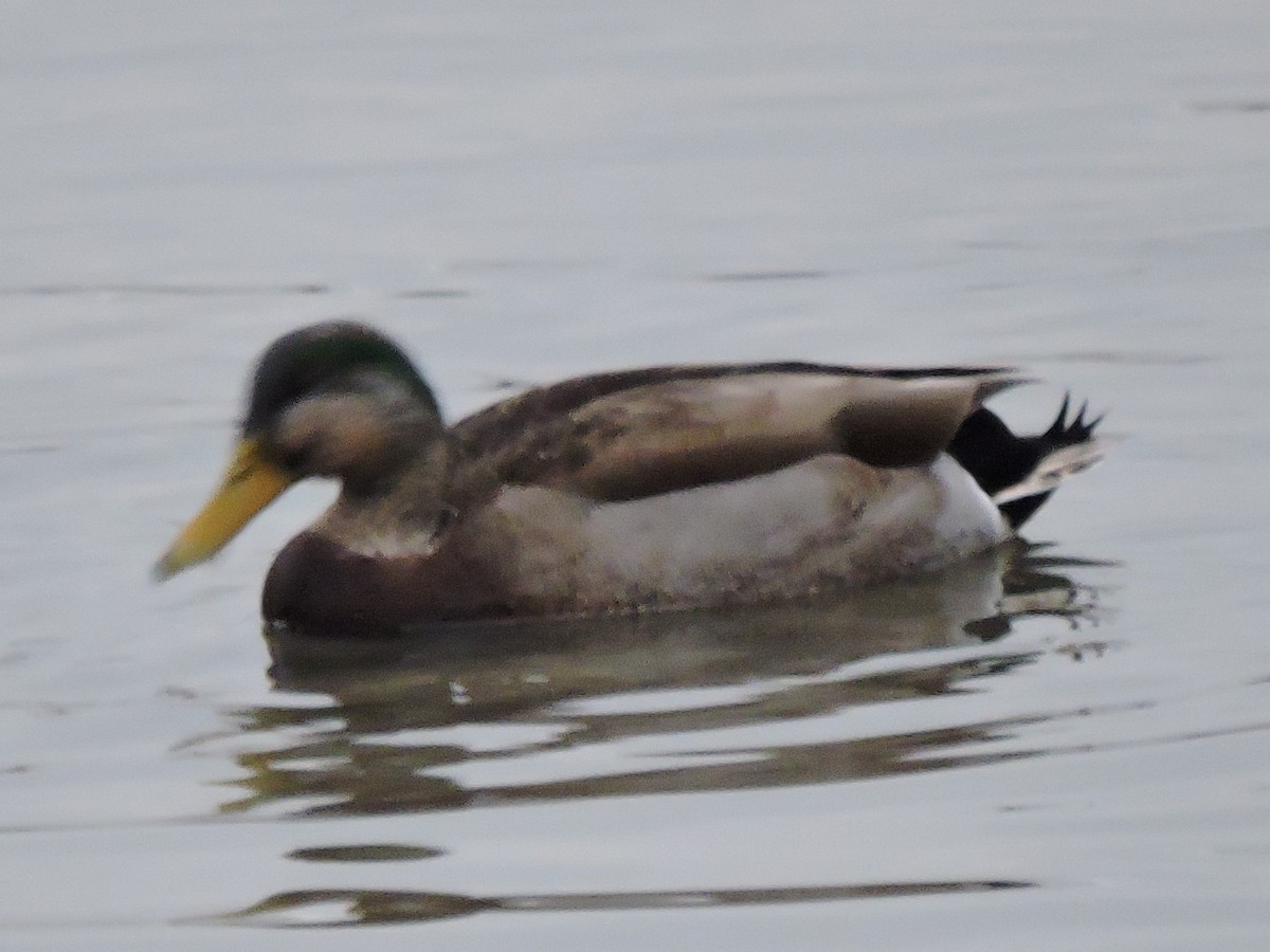 Mallard x American Black Duck (hybrid) - ML616643025