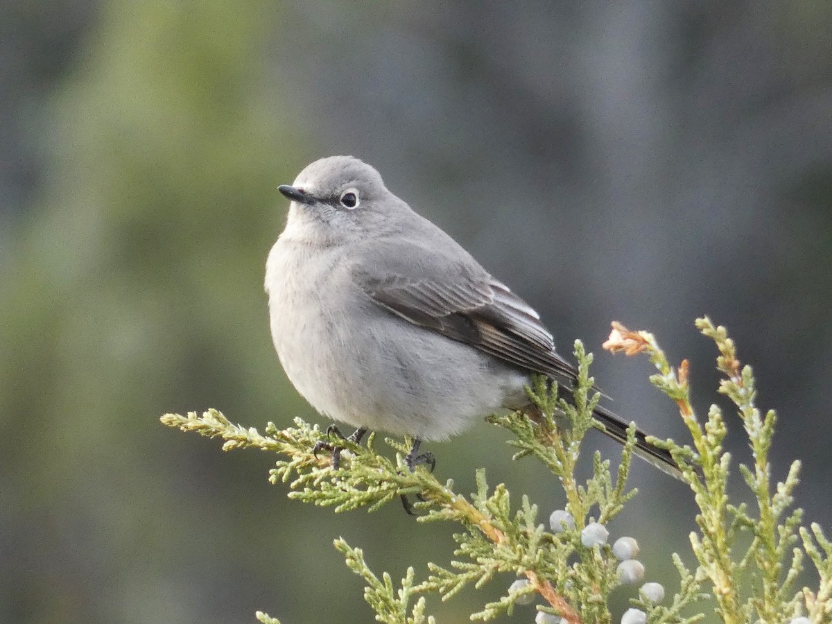 Townsend's Solitaire - ML616643042