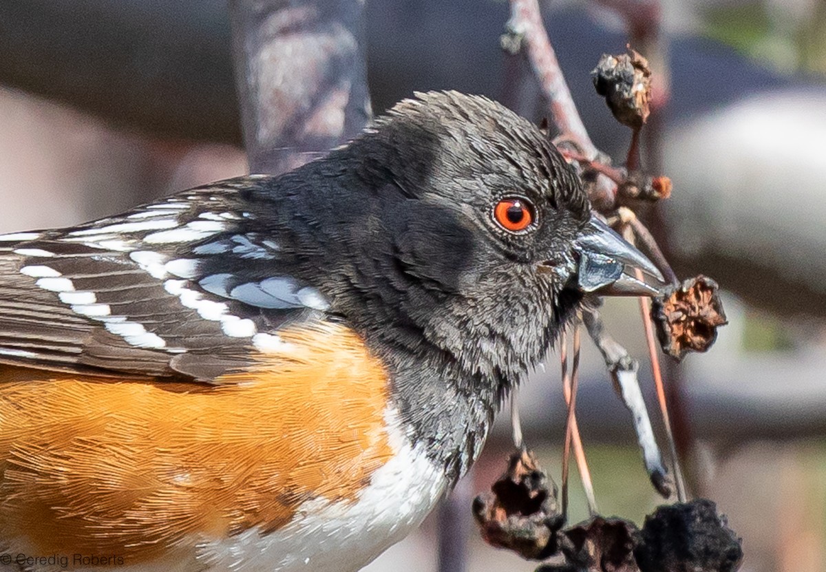 Spotted Towhee - Ceredig  Roberts