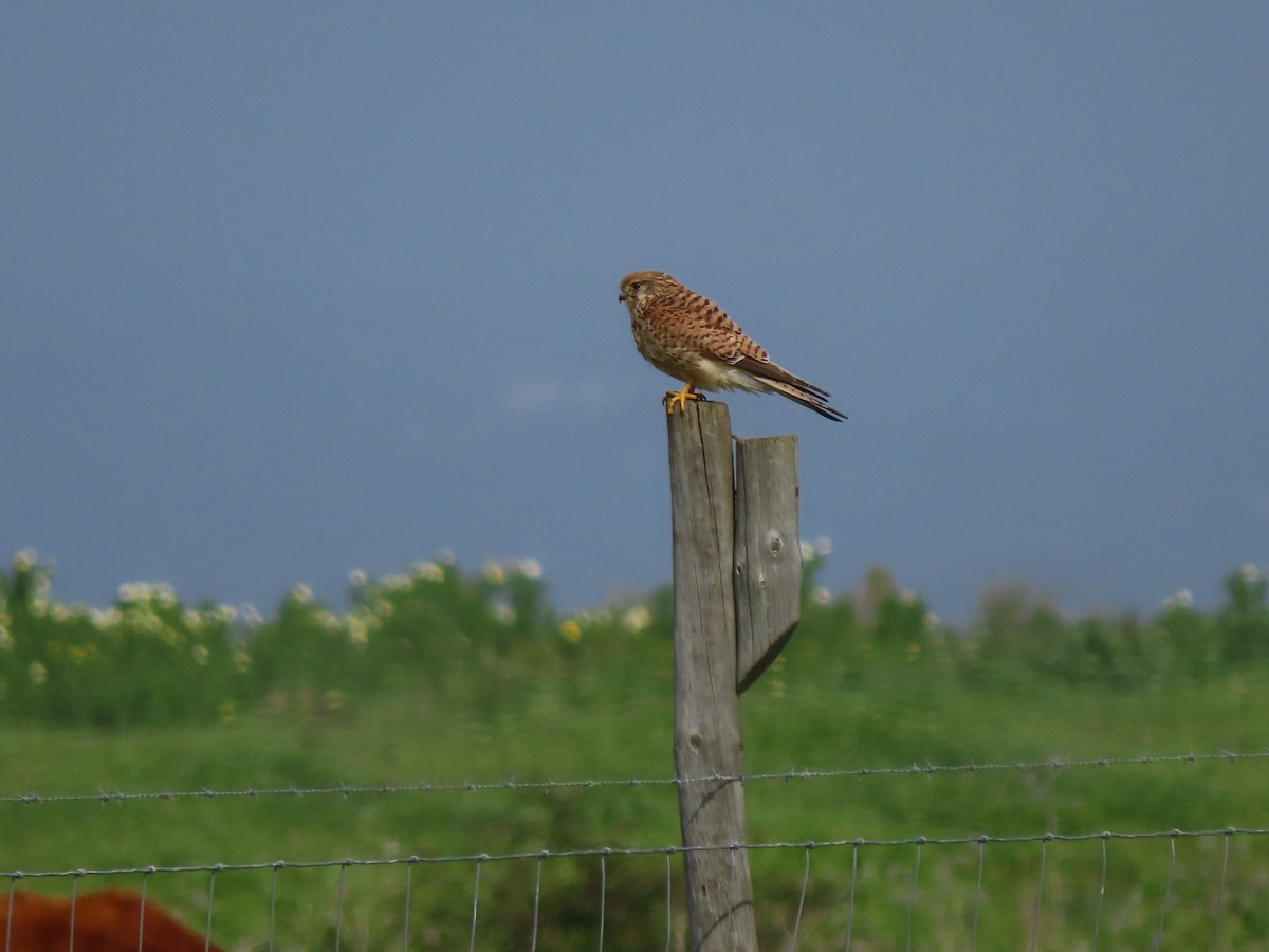 Eurasian Kestrel - Luís Custódia