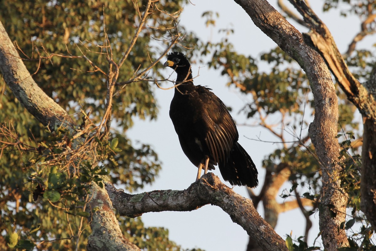 Bare-faced Curassow - ML616643107