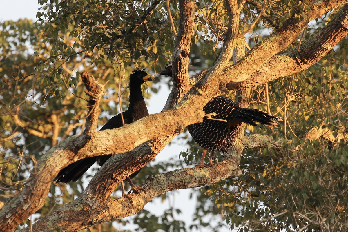 Bare-faced Curassow - ML616643109