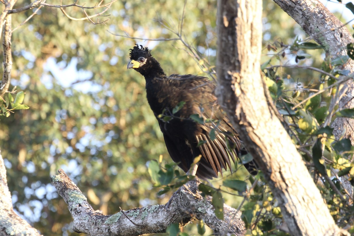 Bare-faced Curassow - ML616643110