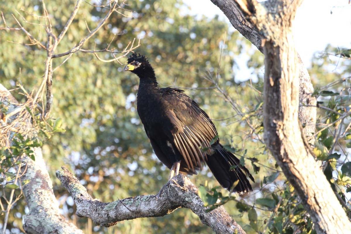 Bare-faced Curassow - ML616643111