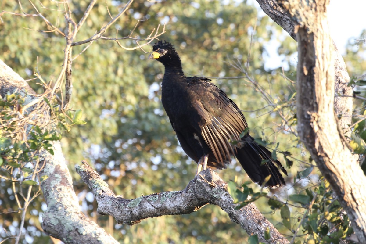 Bare-faced Curassow - ML616643112