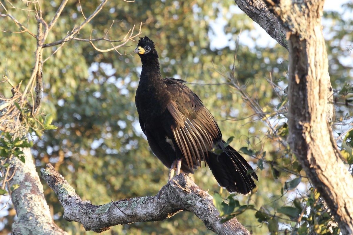 Bare-faced Curassow - ML616643113