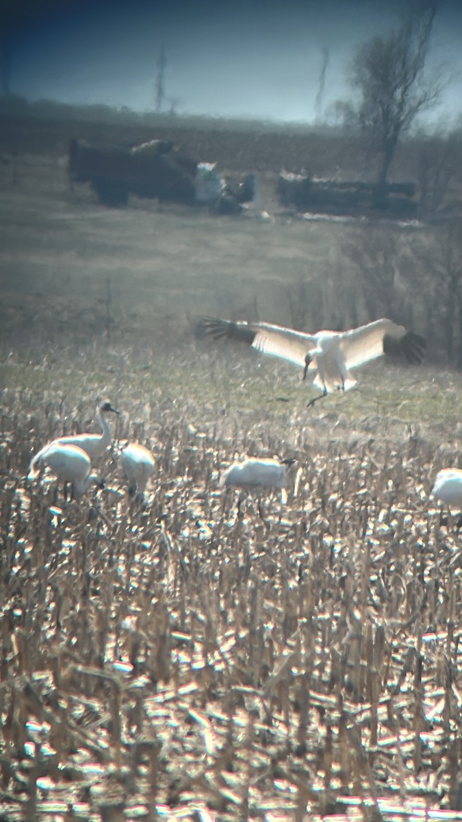 Whooping Crane - ML616643126