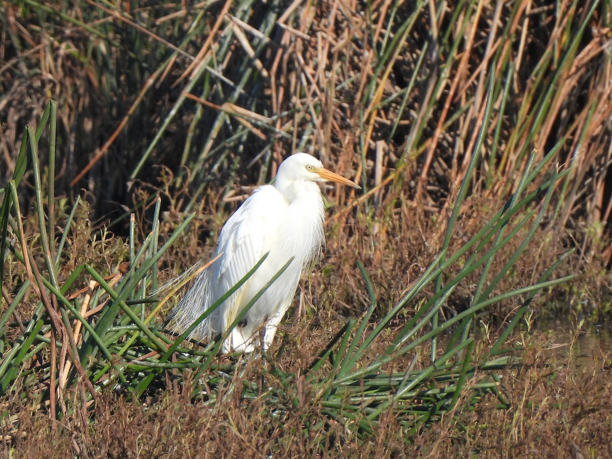 Plumed Egret - Jax Chen