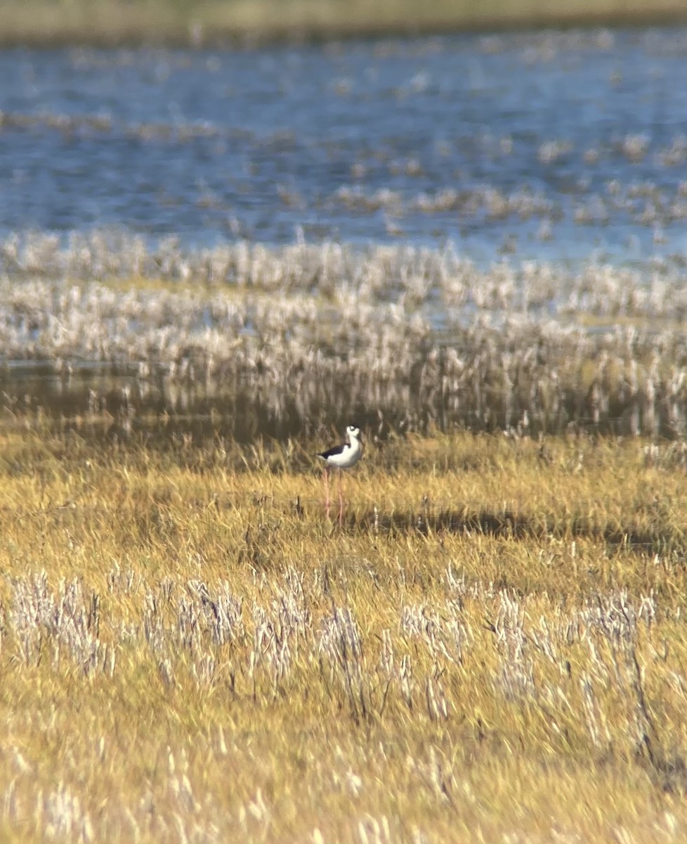 Black-necked Stilt - ML616643176