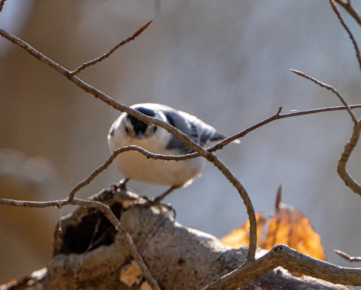 White-breasted Nuthatch - ML616643198