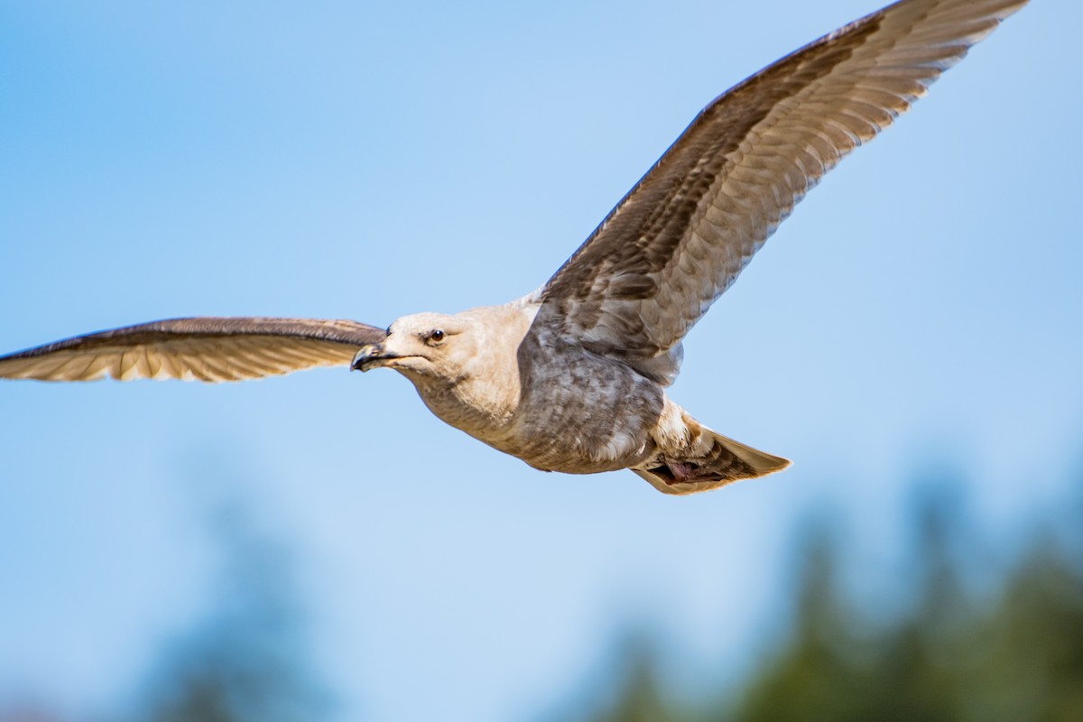 Glaucous-winged Gull - ML616643220