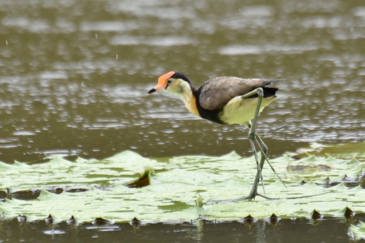 Comb-crested Jacana - ML616643240