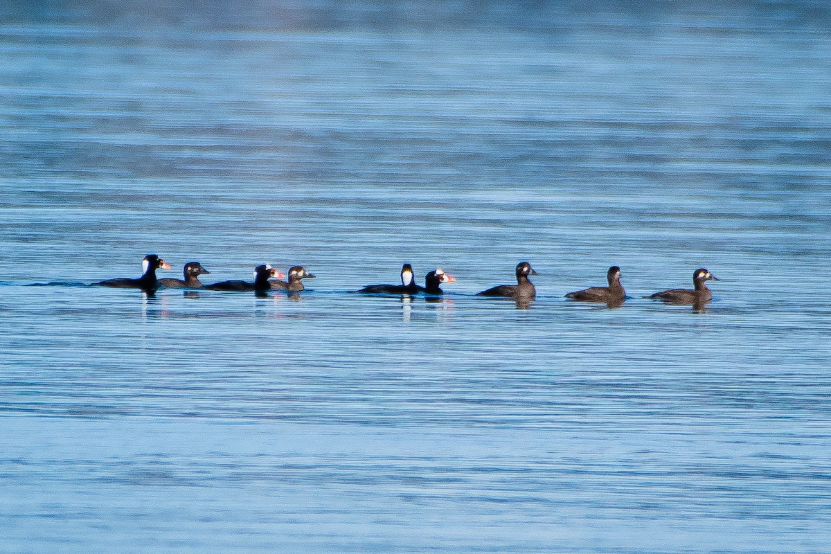 Surf Scoter - ML616643303