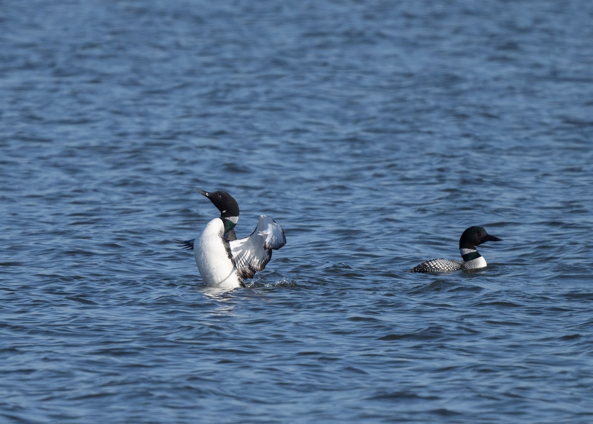 Plongeon huard - ML616643306