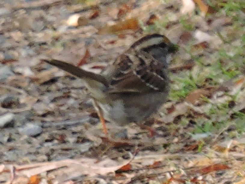 White-throated Sparrow - ML616643316