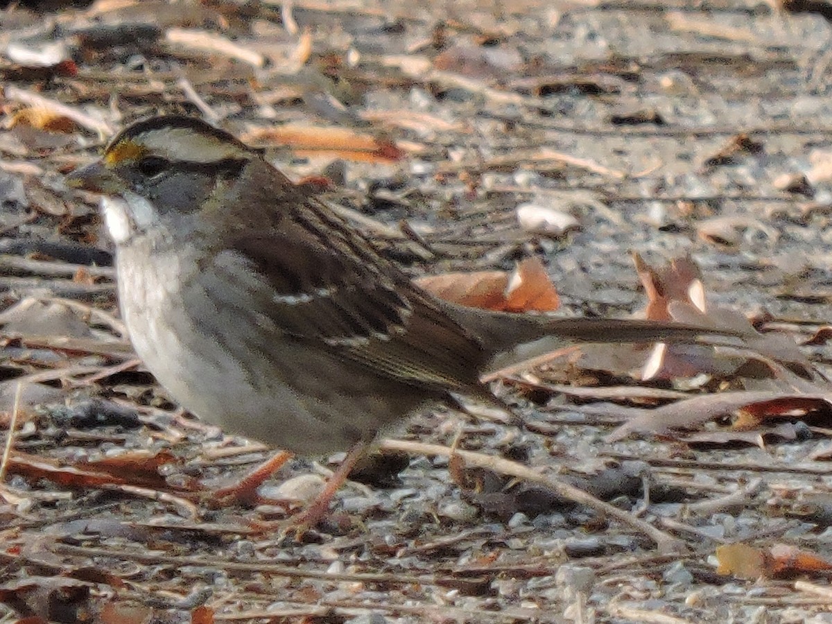 White-throated Sparrow - ML616643317