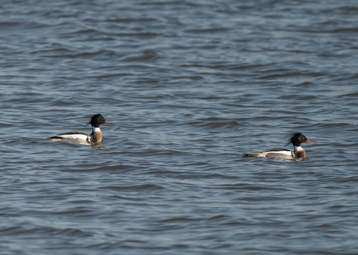 Red-breasted Merganser - ML616643330