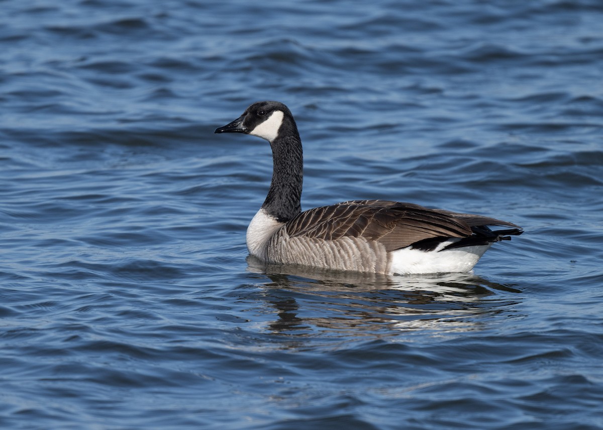 Canada Goose - ML616643342