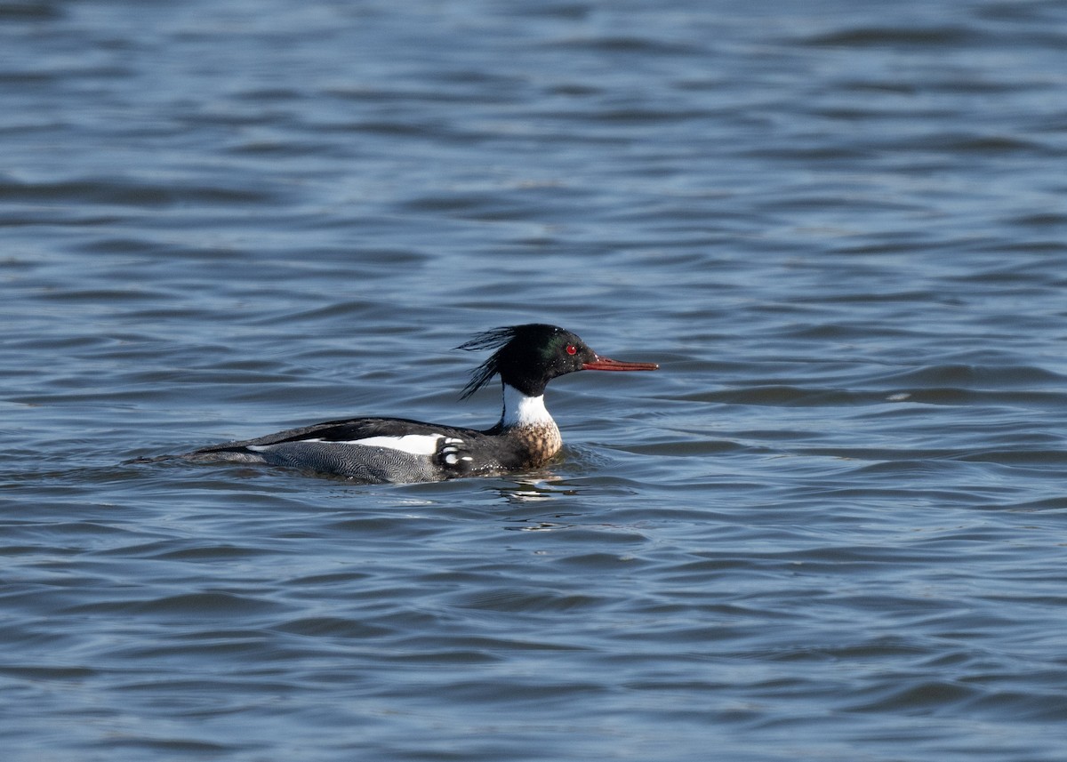 Red-breasted Merganser - ML616643349