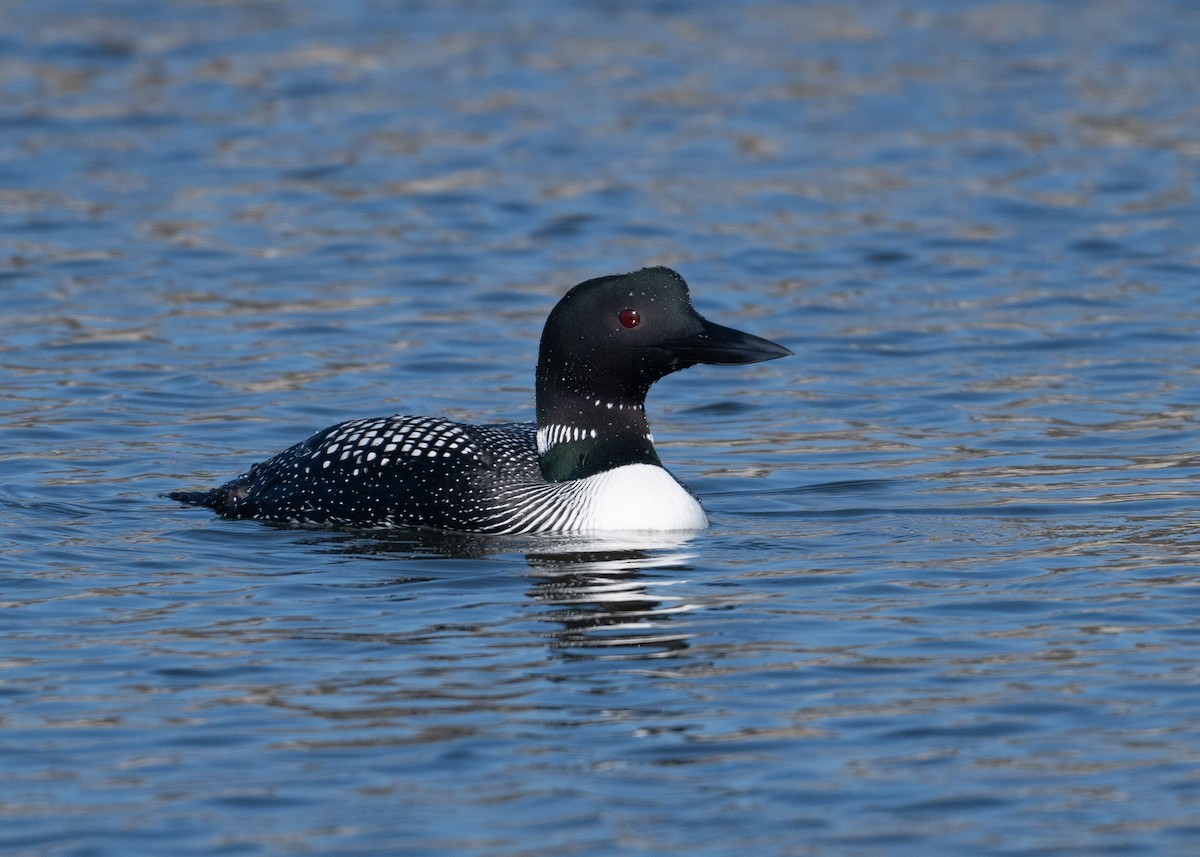 Plongeon huard - ML616643374